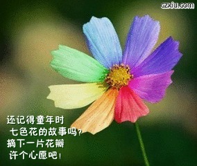 文字内容 还记得童年时  七色花的故事吗?